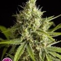 Fruity Jack (Philosopher Seeds)