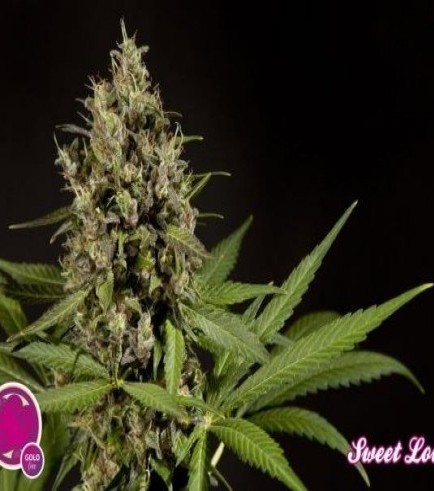 Sweet Love (Philosopher Seeds)