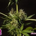 Sweet Love (Philosopher Seeds)