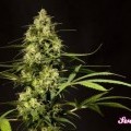 Sweet Love (Philosopher Seeds)