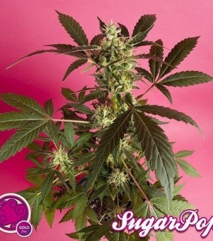 SugarPop (Philosopher Seeds)