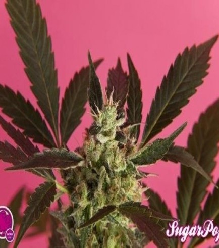 SugarPop (Philosopher Seeds)