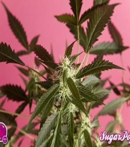 SugarPop (Philosopher Seeds)