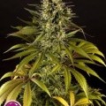 Spicy CBD (Philosopher Seeds)