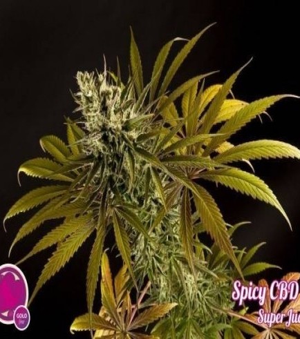 Spicy CBD (Philosopher Seeds)