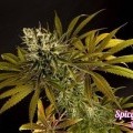 Spicy CBD (Philosopher Seeds)