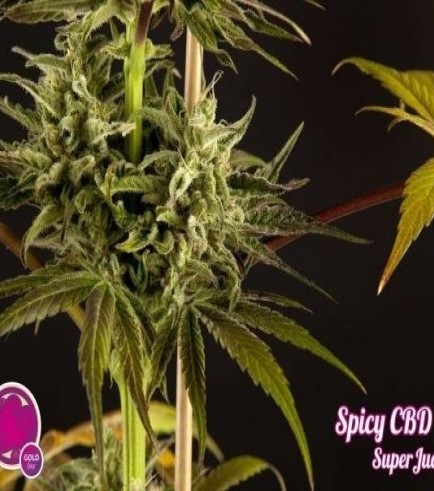 Spicy CBD (Philosopher Seeds)