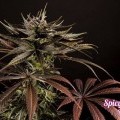 Spicy CBD (Philosopher Seeds)