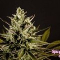 Spicy CBD (Philosopher Seeds)