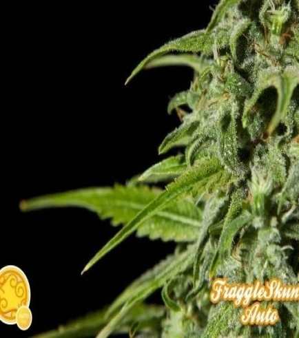 Fraggle Skunk Auto (Philosopher Seeds)