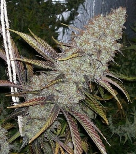 Cocoa Kush (DJ Short)