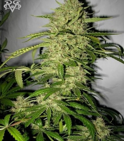 Psycho Crack (SickMeds Seeds)