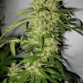 Psycho Crack (SickMeds Seeds)