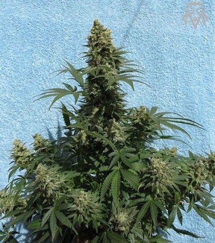 Williams Wonder (SickMeds Seeds)