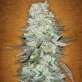 G14 (FastBuds)