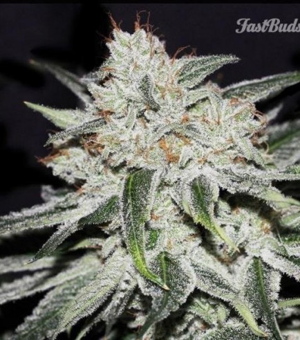 Rhino Ryder (FastBuds)