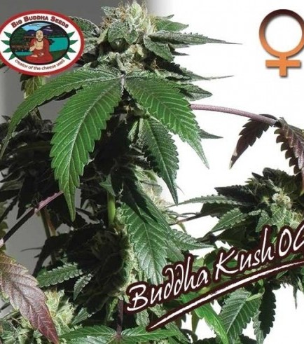 Buddha Kush OG (Big Buddha Seeds)