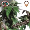 Buddha Kush OG (Big Buddha Seeds)