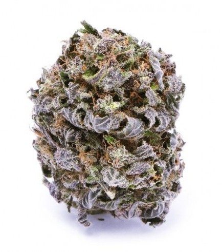 Blue Haze (Zamnesia Seeds)