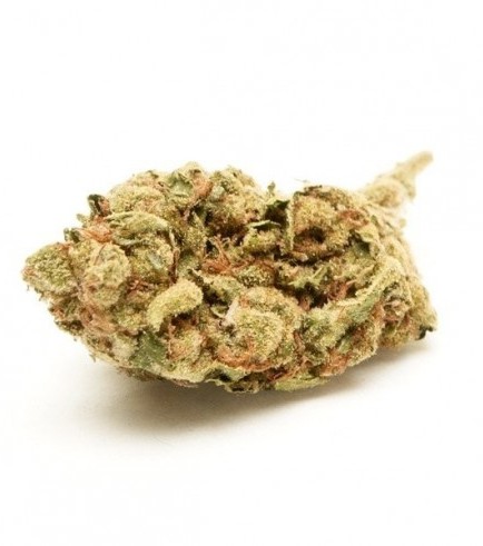 White Widow (Zamnesia Seeds)