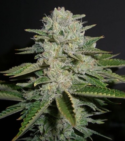 Sour Diesel (Reserva Privada)