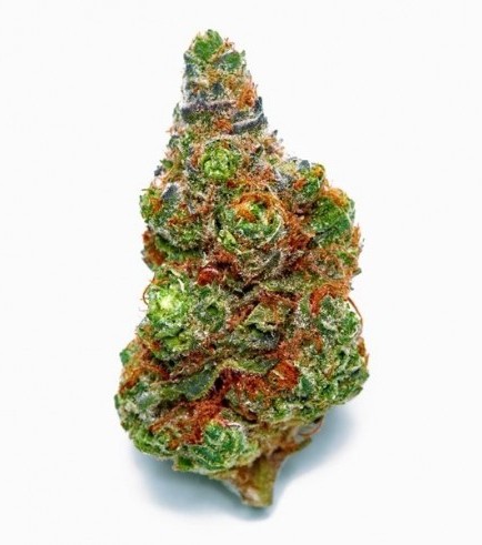 Critical Automatica (Zamnesia Seeds)