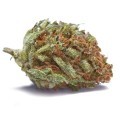 Critical Cheese Automatica (Zamnesia Seeds)