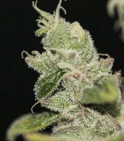 UltraSour (T.H. Seeds)