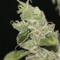 UltraSour (T.H. Seeds)