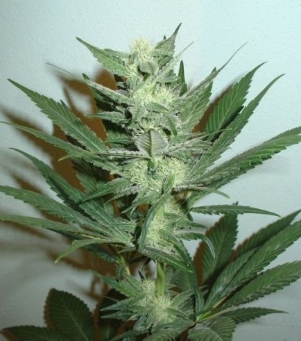 Armageddon (Homegrown Fantaseeds)