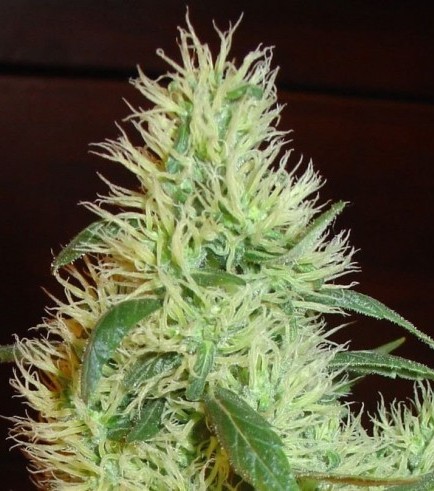 White Widow (Homegrown Fantaseeds)