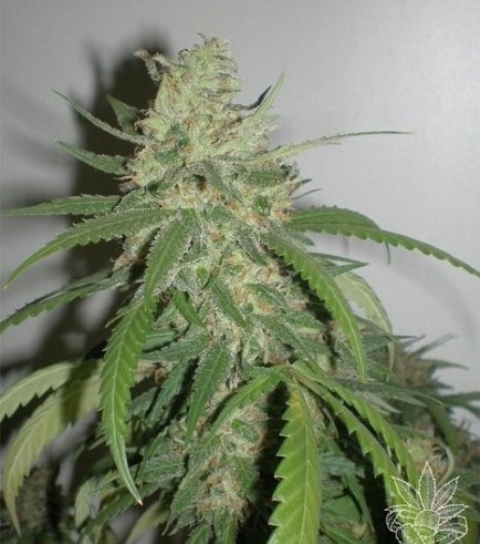 SPR Haze (Homegrown Fantaseeds)