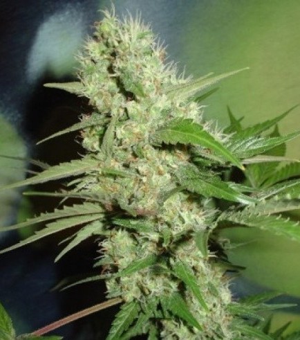 Jack Herer (Homegrown Fantaseeds)