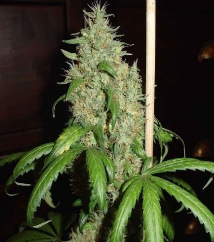 Skunk 1 (Homegrown Fantaseeds)