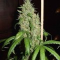 Skunk 1 (Homegrown Fantaseeds)