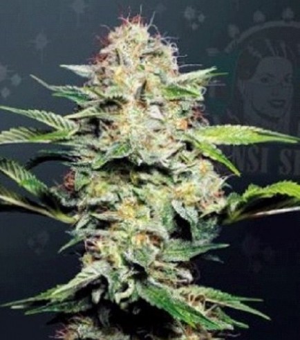 Sensi Skunk Automatica (Sensi Seeds)