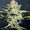 Sensi Skunk Automatica (Sensi Seeds)