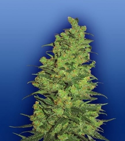 Temple Haze (Flying Dutchmen)
