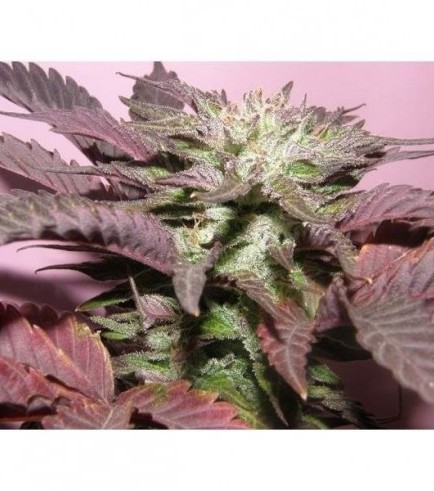 Melon Gum (Dr. Underground)