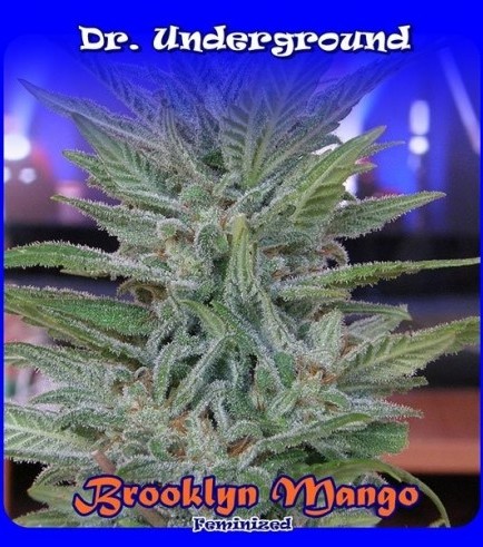 Brooklyn Mango (Dr. Underground)