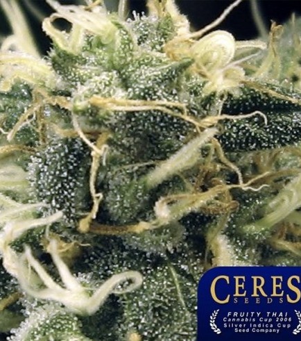 Fruity Thai (Ceres Seeds)