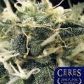 Fruity Thai (Ceres Seeds)