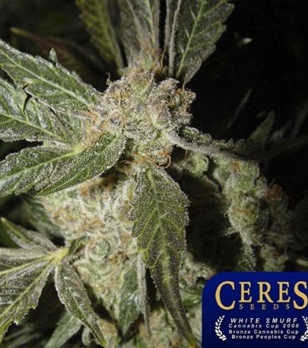 White Panther (Ceres Seeds)
