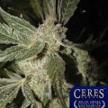 White Panther (Ceres Seeds)