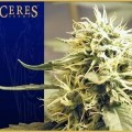 Ceres Kush (Ceres Seeds)