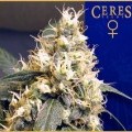 Ceres Skunk (Ceres Seeds)