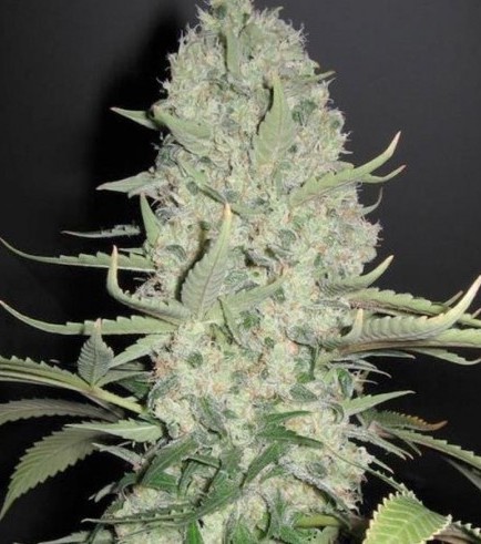 White Widow x Big Bud (Female Seeds)