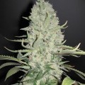 White Widow x Big Bud (Female Seeds)