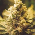 Lemon Kush (Female Seeds)