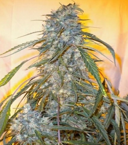 Annapurna SuperAuto (Flash Auto Seeds)